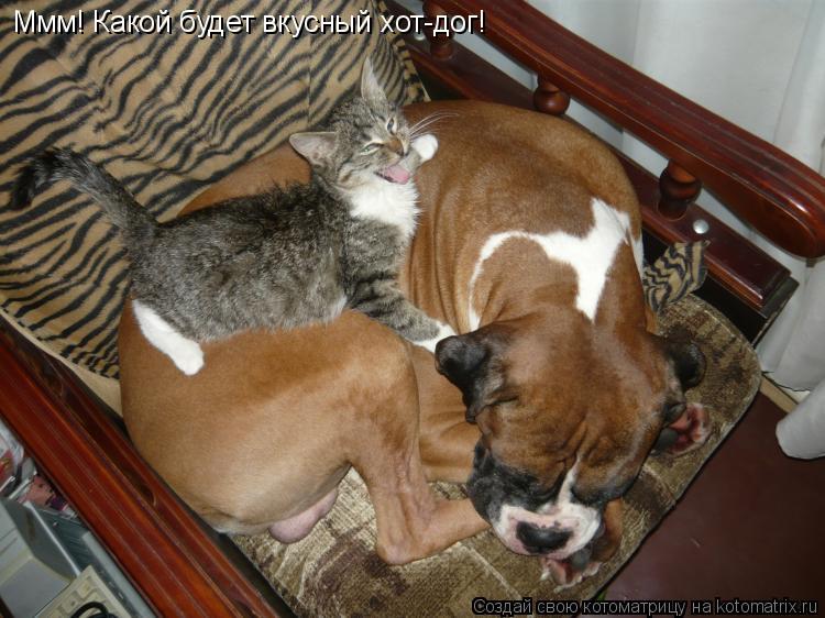 Котоматрица: Ммм! Какой будет вкусный хот-дог!