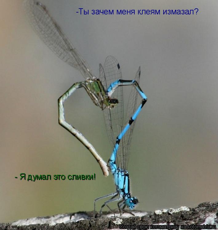 Котоматрица: -Ты зачем меня клеям измазал? - Я думал это сливки!