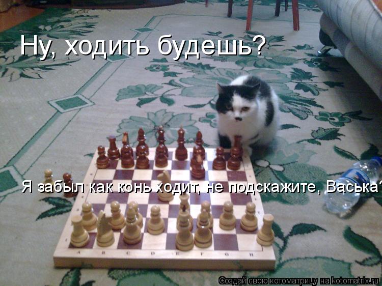 Котоматрица: Ну, ходить будешь? Я забыл как конь ходит, не подскажите Я забыл как конь ходит, не подскажите, Васька?