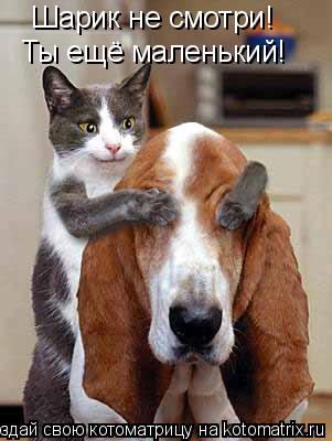 Котоматрица: Шарик не смотри! Ты ещё маленький!