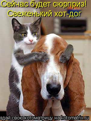 Котоматрица: Сейчас будет сюрприз! Свеженький хот-дог