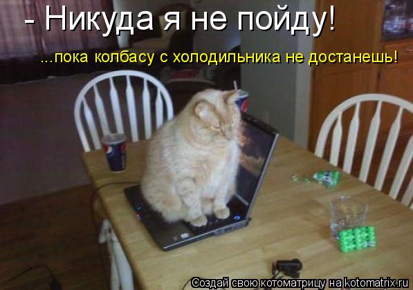 Котоматрица: - Никуда я не пойду! ...пока колбасу с холодильника не достанешь!