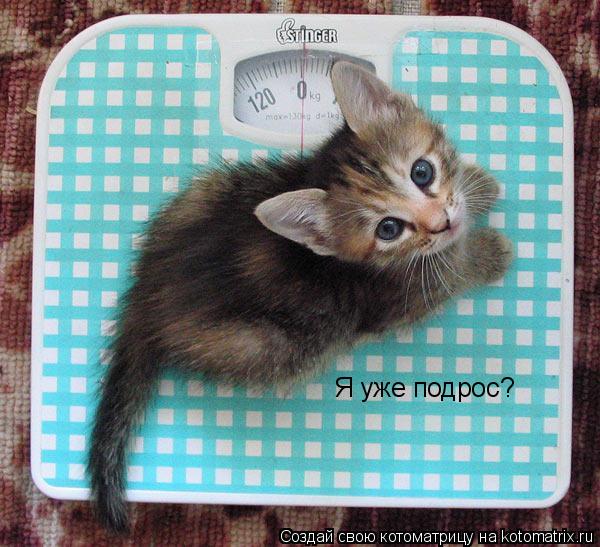 Котоматрица: Я уже подрос?