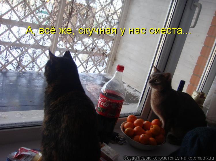 Котоматрица: А, всё же, скучная у нас сиеста...