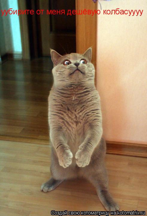 Котоматрица: уубирите от меня дешёвую колбасуууу