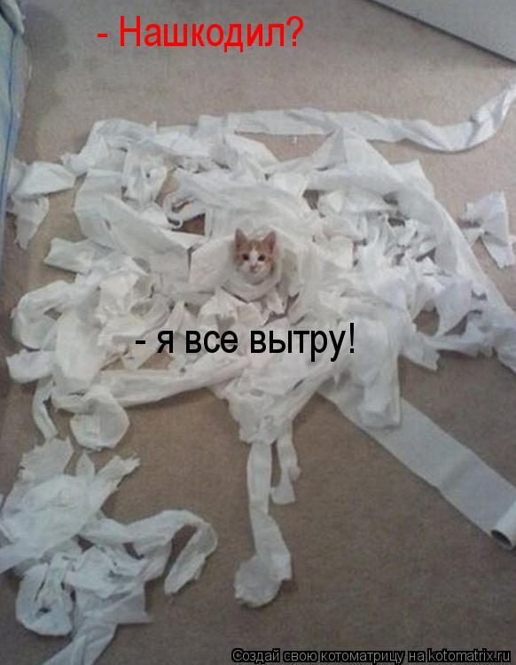 Котоматрица: - Нашкодил? - я все вытру!