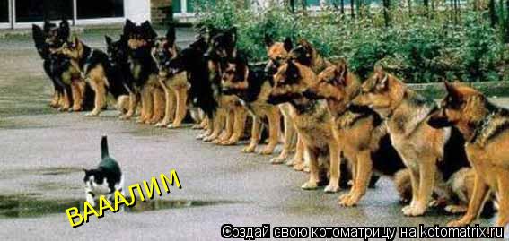 Котоматрица: ВАААЛИМ