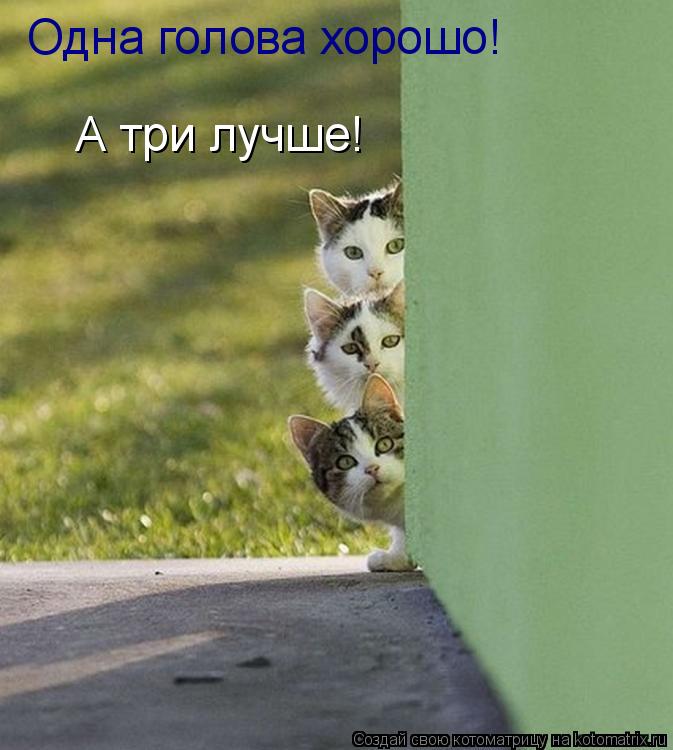 Котоматрица: Одна голова хорошо! А три лучше!