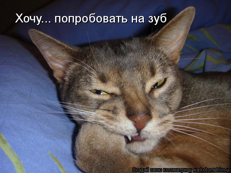 Котоматрица: Хочу... попробовать на зуб