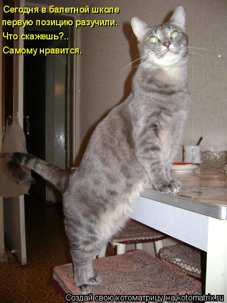 Котоматрица: Сегодня в балетной школе первую позицию разучили. Что скажешь?.. Самому нравится.