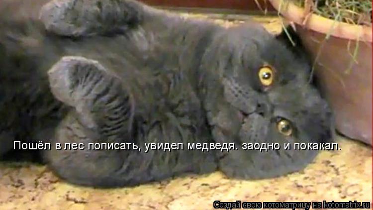 Котоматрица: Пошёл в лес пописать, увидел медведя… заодно и покакал.