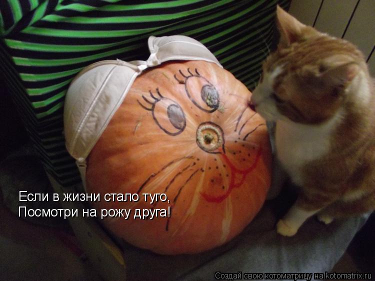 Котоматрица: Если в жизни стало туго,  Посмотри на рожу друга!