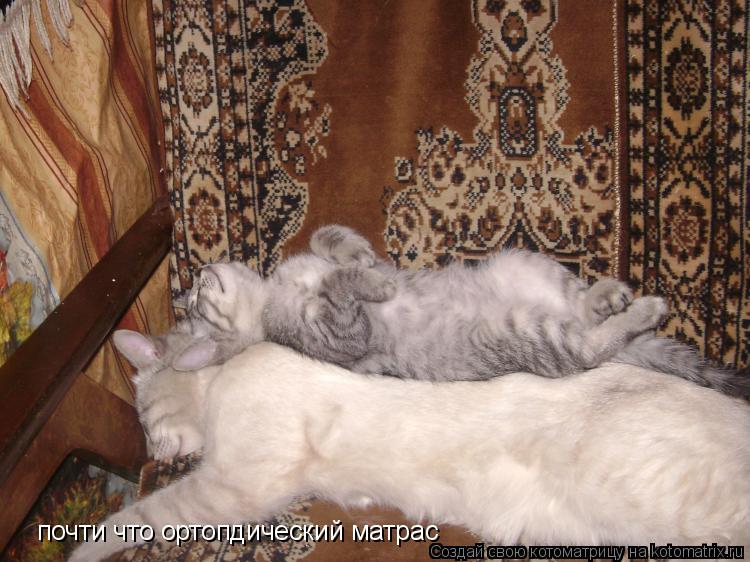 Котоматрица: почти что ортопдический матрас