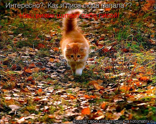 Котоматрица: Интересно?: Как я лиса сюда папала?? Наш рижик шитает себя лисой!