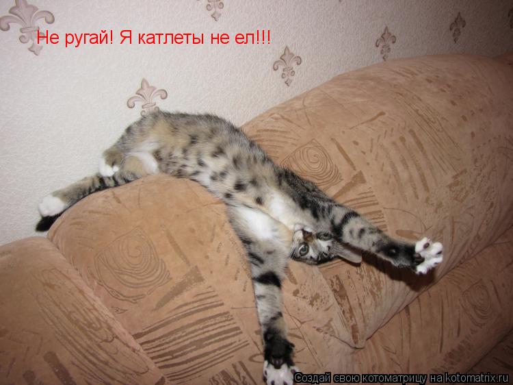 Котоматрица: Не ругай! Я катлеты не ел!!!