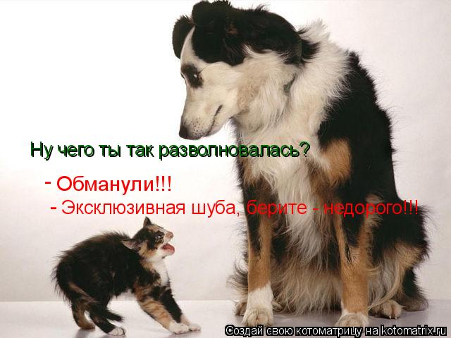 Котоматрица: Ну чего ты так разволновалась? Эксклюзивная шуба, берите - недорого!!! Обманули!!!  - -