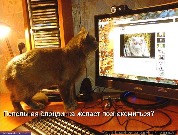 Пепельная блондинка желает познакомиться?... Котоматрица: Пепельная блондинка желает познакомиться?