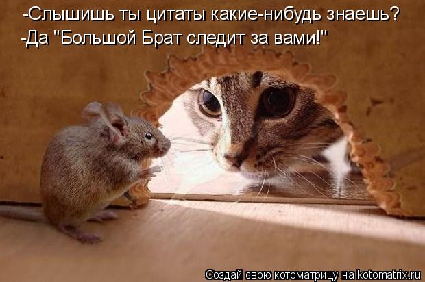 Котоматрица: -Cлышишь ты цитаты какие-нибудь знаешь? -Да "Большой Брат следит за вами!"