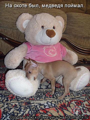 Котоматрица: На охоте был, медведя поймал.