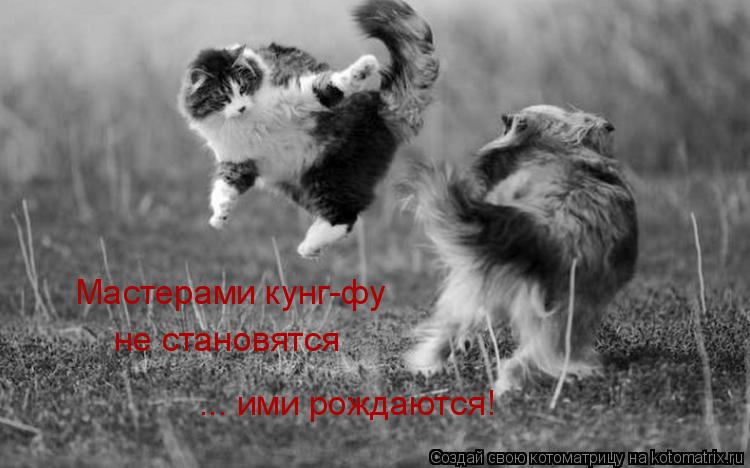 Котоматрица: Мастерами кунг-фу не становятся ... ими рождаются!
