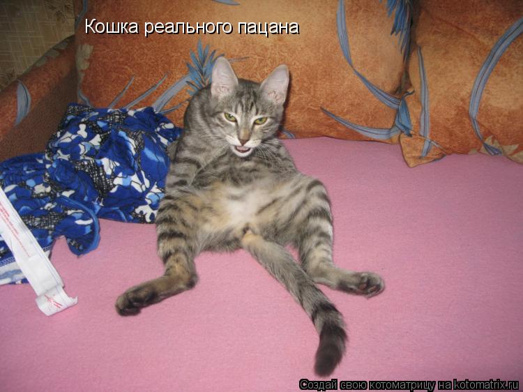 Котоматрица: Кошка реального пацана