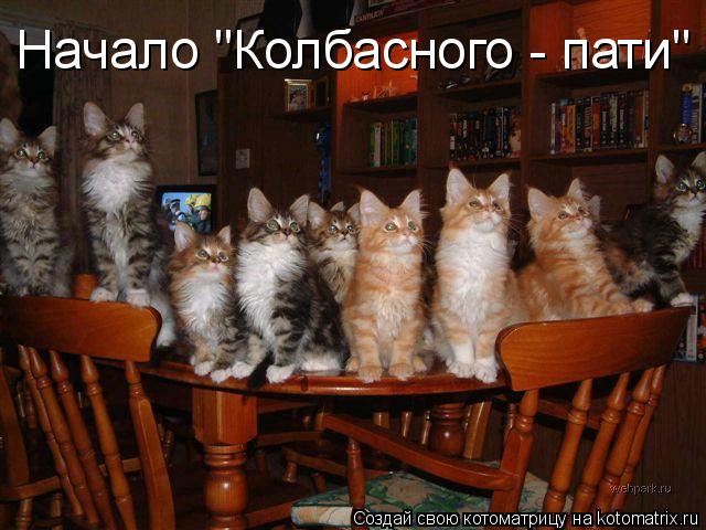 Котоматрица: Начало "Колбасного - пати"