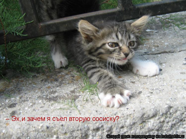Котоматрица: -- Эх,и зачем я съел вторую сосиску?