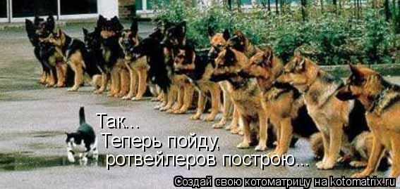 Котоматрица: Так... Теперь пойду, ротвейлеров построю...