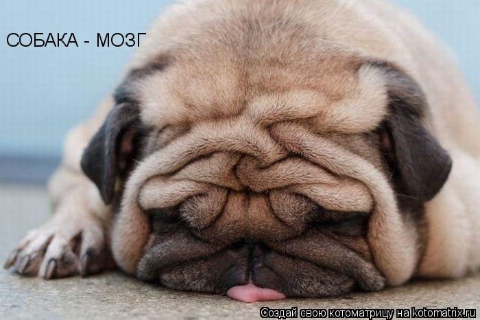 Котоматрица: СОБАКА - МОЗГ