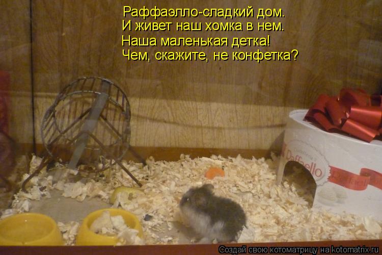 Котоматрица: Раффаэлло-сладкий дом. И живет наш хомка в нем. Наша маленькая детка! Чем, скажите, не конфетка?