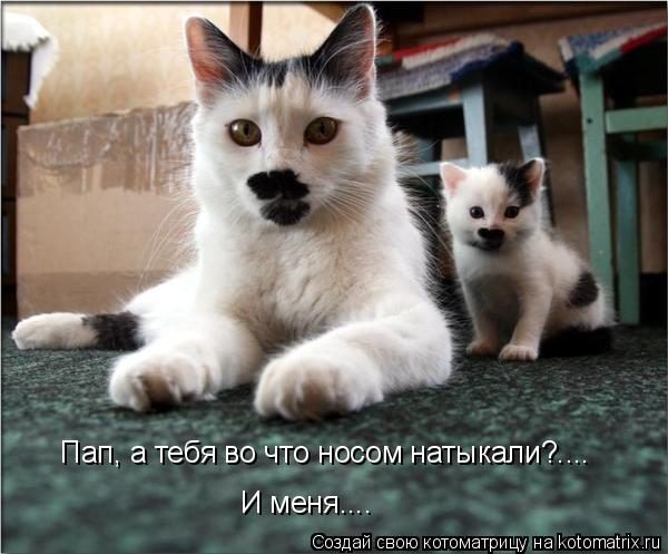 Котоматрица: Пап, а тебя во что носом натыкали?....  И меня....