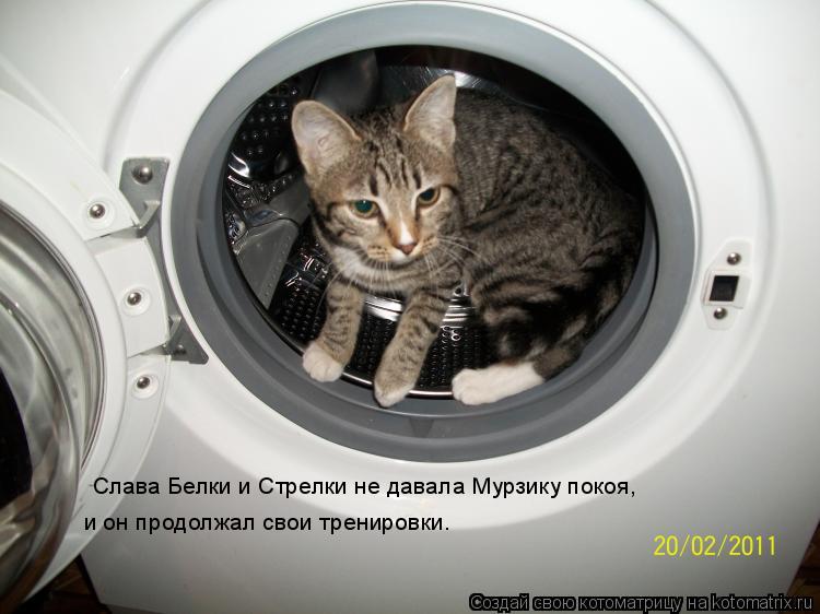 Слава Белки и Стрелки не давала Мурзику покоя, и он продолжал свои тренировки.... Котоматрица: Слава Белки и Стрелки не давала Мурзику покоя, и он продолжал свои тренировки.