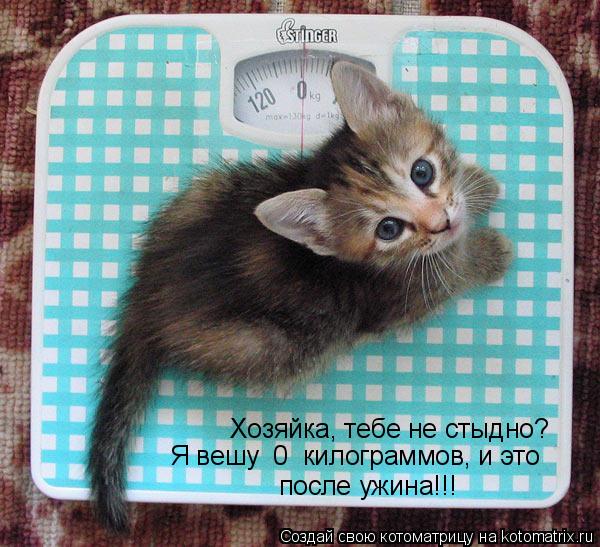 Хозяйка, тебе не стыдно? Я вешу 0 килограммов, и это после ужина!!!... Котоматрица: Хозяйка, тебе не стыдно? Я вешу 0 килограммов, и это после ужина!!!