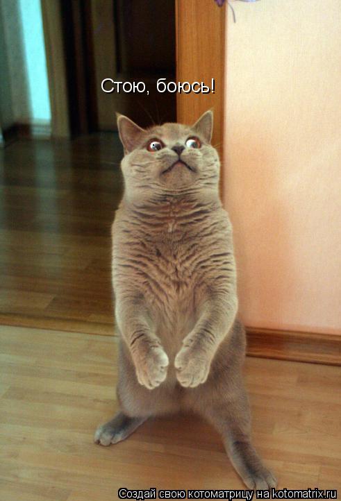 Котоматрица: Стою, боюсь!