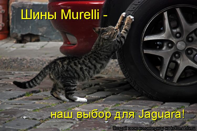 Котоматрица: наш выбор для Jaguarа! Шины Murelli -