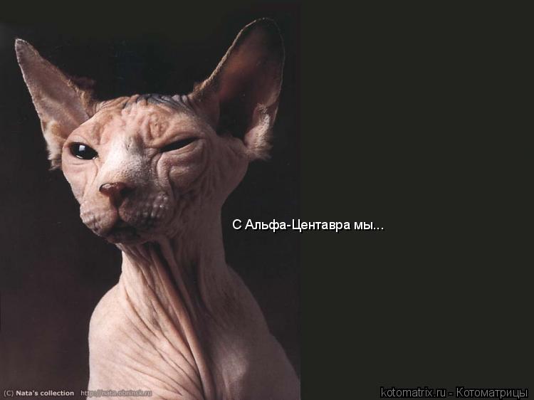 Котоматрица: С Альфа-Центавра мы...