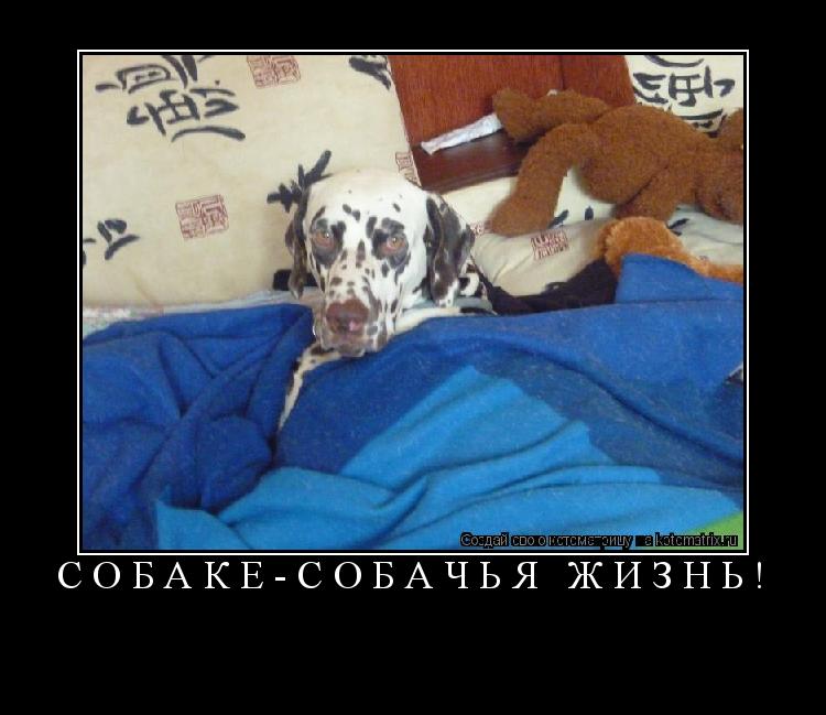 Котоматрица: Собаке-собачья жизнь! 