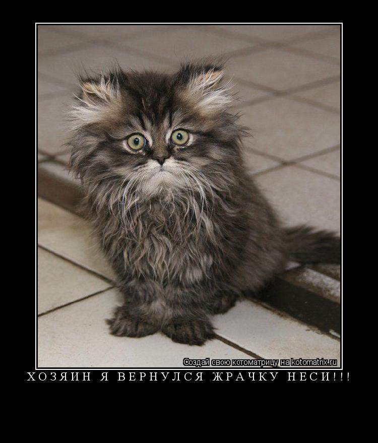 Котоматрица: Хозяин я вернулся жрачку неси!!! 