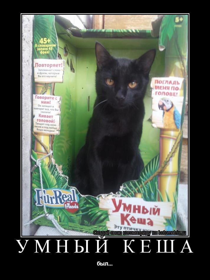 Котоматрица: Умный Кеша был...