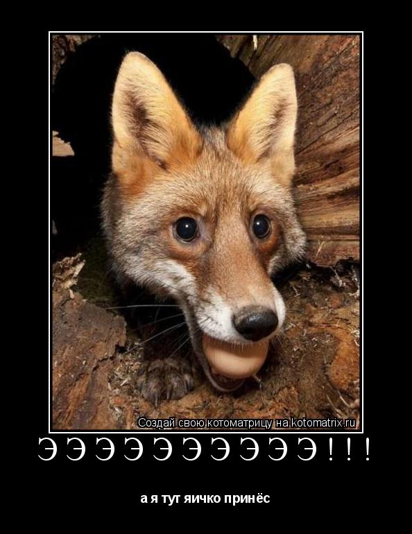 Котоматрица: ЭЭЭЭЭЭЭЭЭЭ!!! а я тут яичко принёс