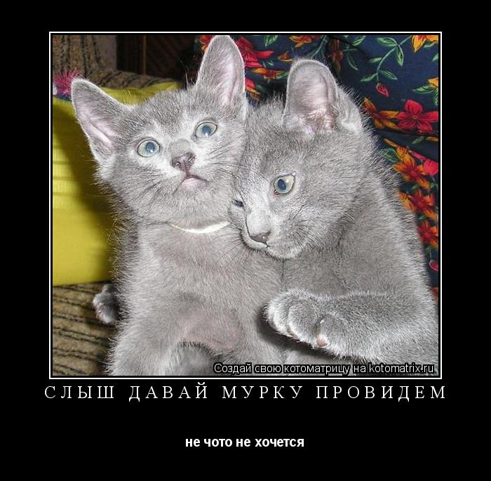 Котоматрица: слыш давай мурку провидём не чото не хочется