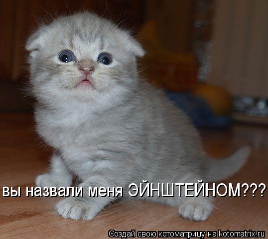 Котоматрица: вы назвали меня ЭЙНШТЕЙНОМ???