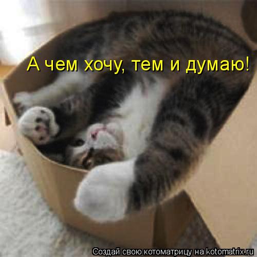 А чем хочу, тем и думаю!... Котоматрица: А чем хочу, тем и думаю!