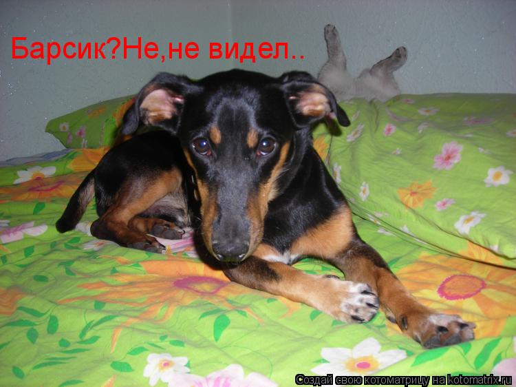 Барсик?Не,не видел..... Котоматрица: Барсик?Не,не видел..
