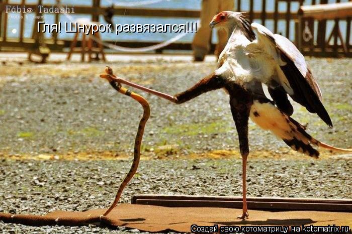 Гля! Шнурок развязался!!!... Котоматрица: Гля! Шнурок развязался!!!