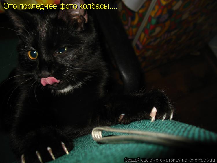 Котоматрица: Это последнее фото колбасы....