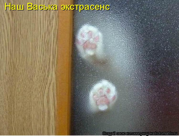 Котоматрица: Наш Васька экстрасенс
