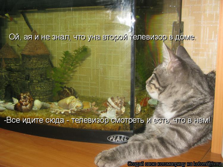 Котоматрица: Ой, ая и не знал, что уна второй телевизор в доме. -Все идите сюда - телевизор смотреть и есть, что в нём!