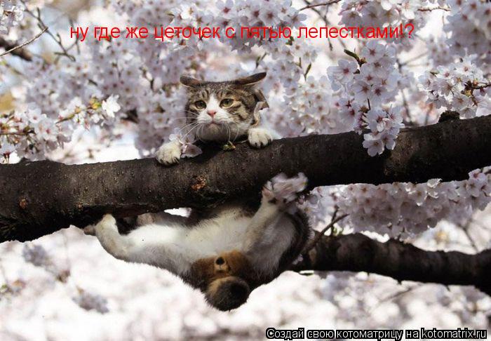 Котоматрица: ну где же цеточек с пятью лепестками!?