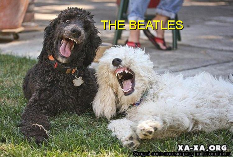 THE BEATLES... Котоматрица: THE BEATLES